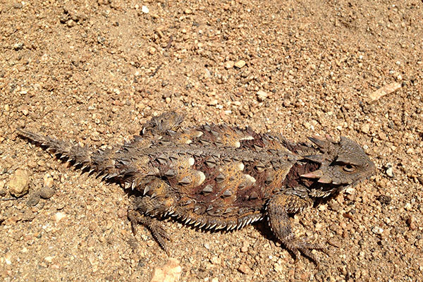 Blainville’s Horned Lizard (Phrynosoma blainvillii)