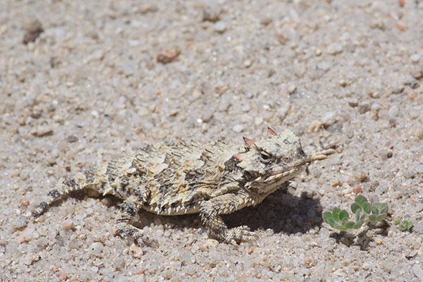 Blainville’s Horned Lizard (Phrynosoma blainvillii)