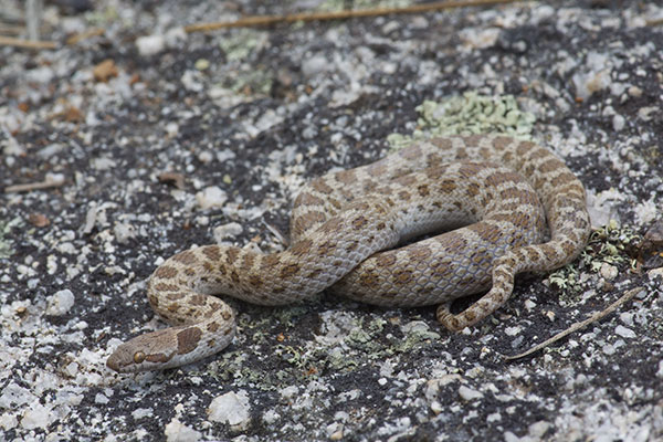 San Diego Nightsnake (Hypsiglena ochrorhyncha klauberi)