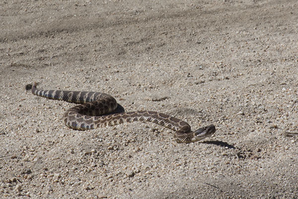 Southern Pacific Rattlesnake (Crotalus oreganus helleri)