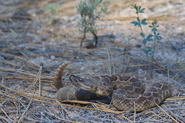 Southern Pacific Rattlesnake (Crotalus oreganus helleri)