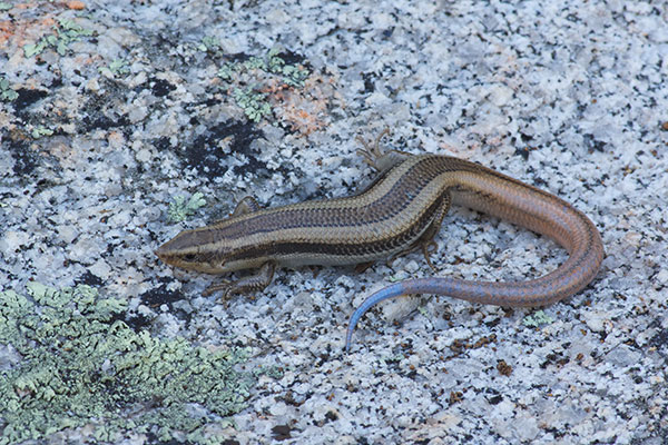 Coronado Skink (Plestiodon skiltonianus interparietalis)