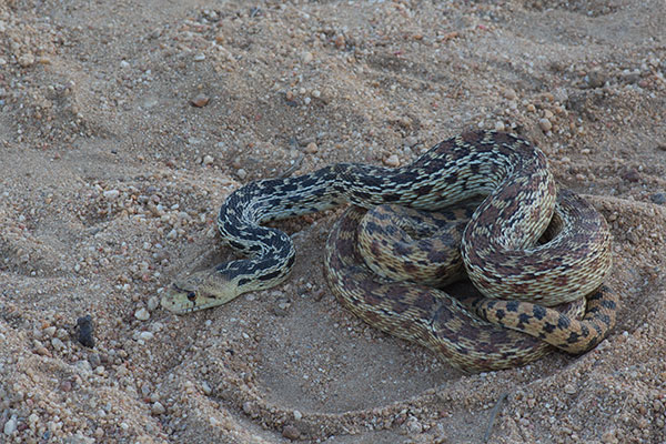 San Diego Gopher Snake (Pituophis catenifer annectens)