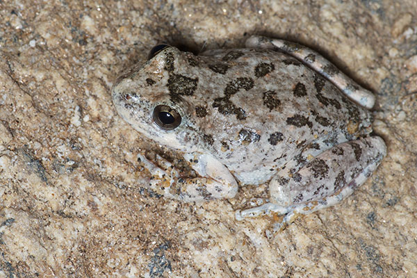 California Treefrog (Pseudacris cadaverina)