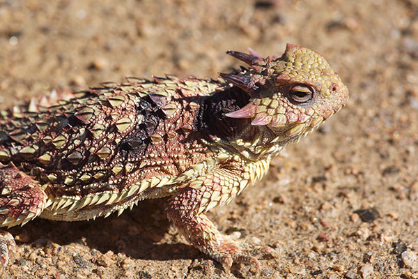 Cedros Island Horned Lizard (Phrynosoma cerroense)