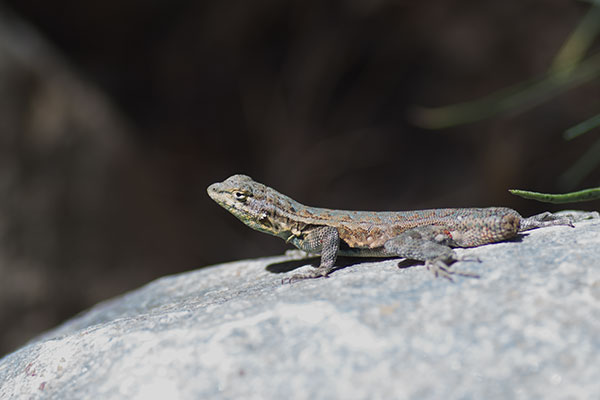 Western Side-blotched Lizard (Uta stansburiana elegans)