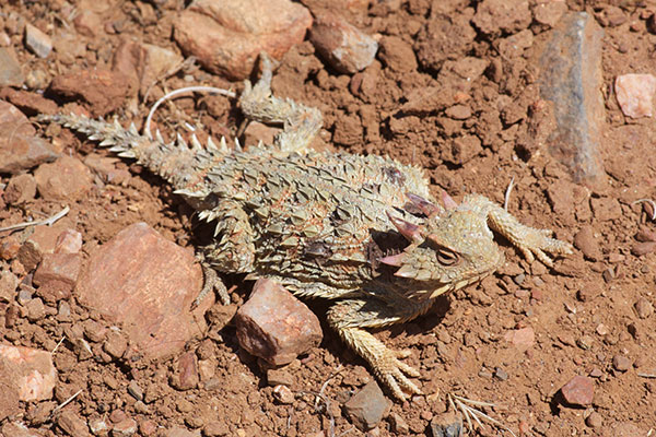 Cedros Island Horned Lizard (Phrynosoma cerroense)