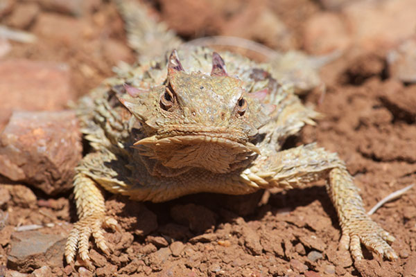 Cedros Island Horned Lizard (Phrynosoma cerroense)