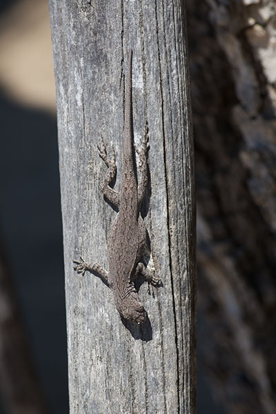 Black-tailed Brush Lizard (Urosaurus nigricauda)