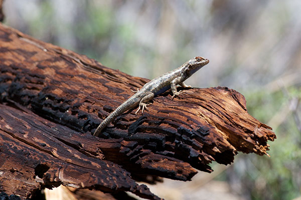 Southern Sagebrush Lizard (Sceloporus graciosus vandenburgianus)