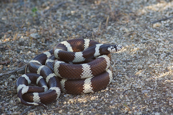 California Kingsnake (Lampropeltis californiae)