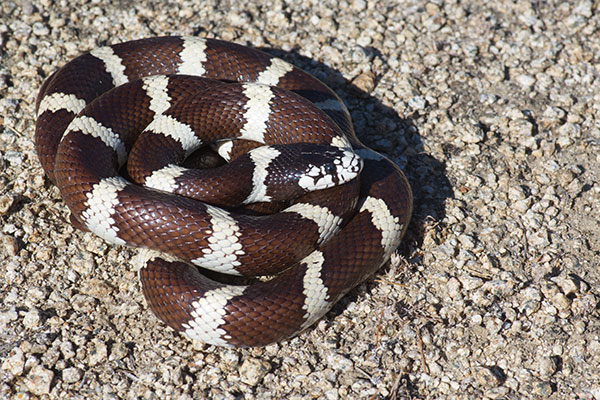 California Kingsnake (Lampropeltis californiae)