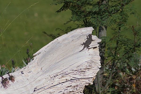 Great Basin Fence Lizard (Sceloporus occidentalis longipes)