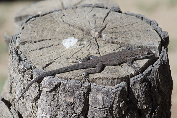 Black-tailed Brush Lizard (Urosaurus nigricauda)