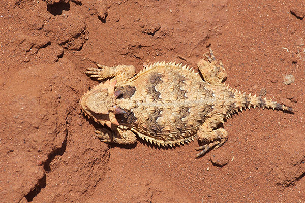 Cedros Island Horned Lizard (Phrynosoma cerroense)