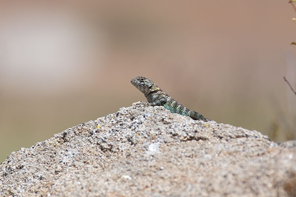 Granite Spiny Lizard (Sceloporus orcutti)