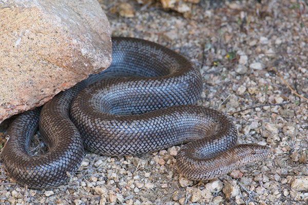 Rosy Boa (Lichanura trivirgata)