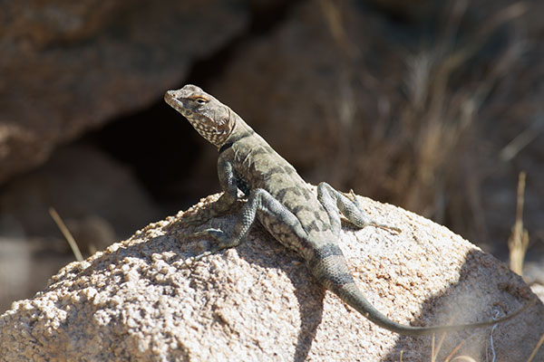 Mearns’s Rock Lizard (Petrosaurus mearnsi)