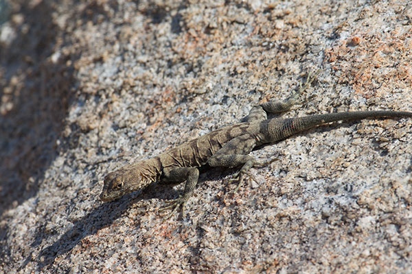 Mearns’s Rock Lizard (Petrosaurus mearnsi)