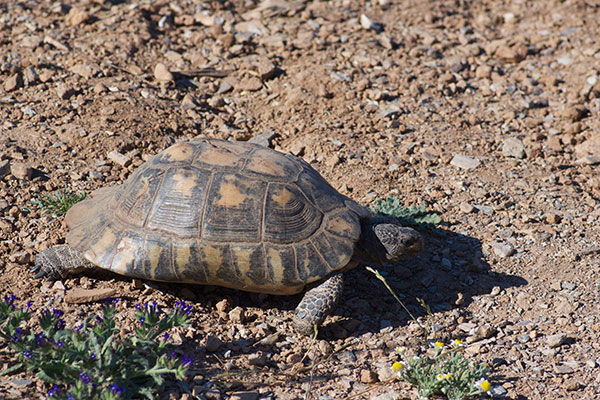 Marginated Tortoise (Testudo marginata)