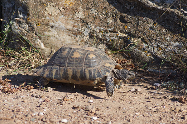 Marginated Tortoise (Testudo marginata)