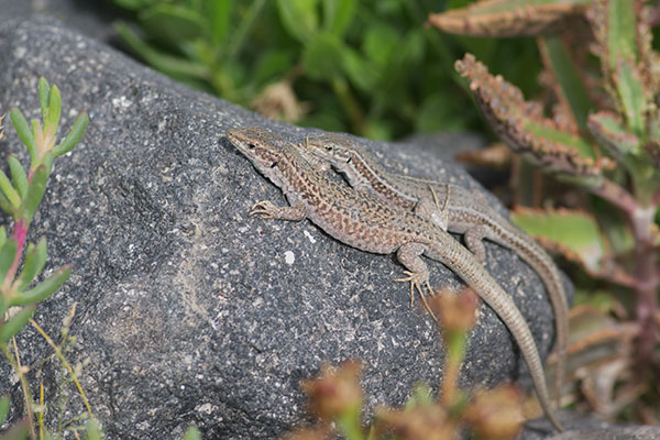 Erhard’s Wall Lizard (Podarcis erhardii)