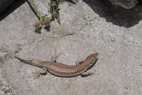 Erhard’s Wall Lizard (Podarcis erhardii)