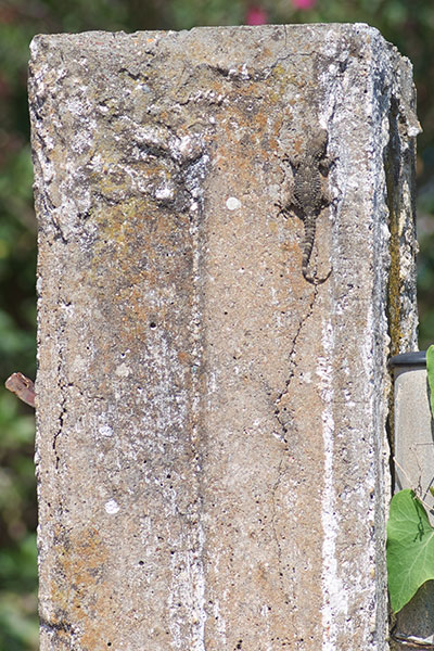 Moorish Gecko (Tarentola mauritanica)