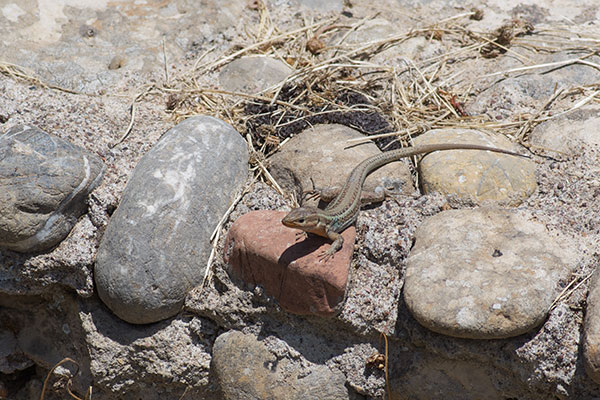 Peloponnese Wall Lizard (Podarcis peloponnesiacus)