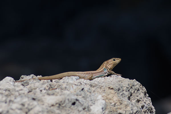 Peloponnese Wall Lizard (Podarcis peloponnesiacus)