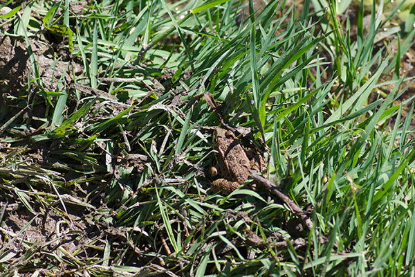 Balkan Frog (Pelophylax kurtmuelleri)