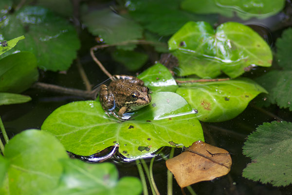 Balkan Frog (Pelophylax kurtmuelleri)