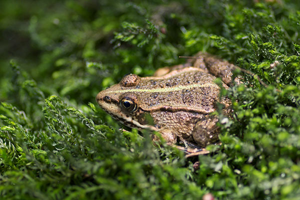 Balkan Frog (Pelophylax kurtmuelleri)