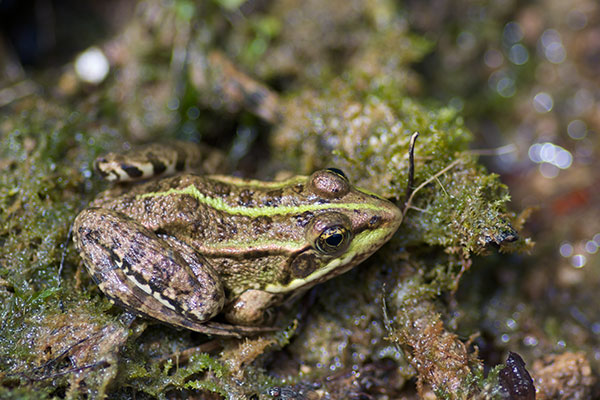 Balkan Frog (Pelophylax kurtmuelleri)