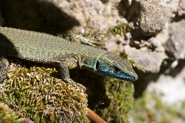 Blue-throated Keeled Lizard (Algyroides nigropunctatus)