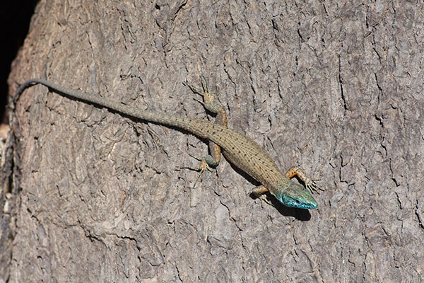 Blue-throated Keeled Lizard (Algyroides nigropunctatus)