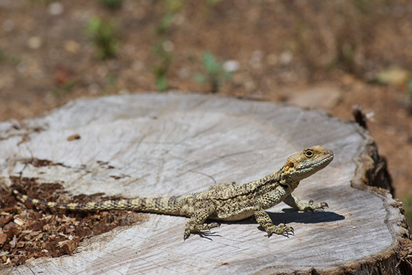 Starred Agama (Stellagama stellio stellio)