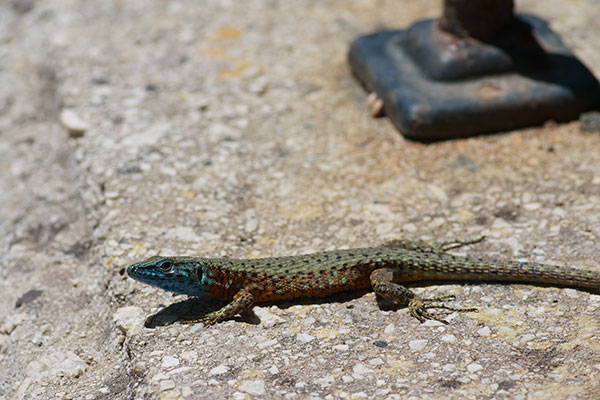 Blue-throated Keeled Lizard (Algyroides nigropunctatus)