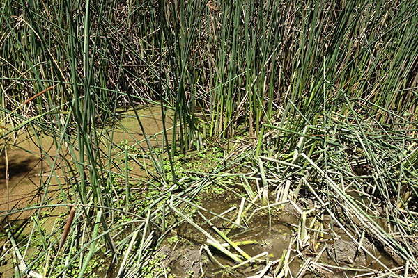 Giant Gartersnake (Thamnophis gigas)