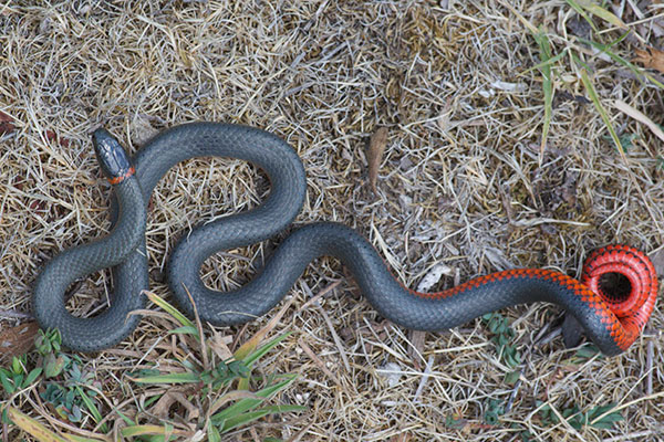 Pacific Ring-necked Snake (Diadophis punctatus amabilis)