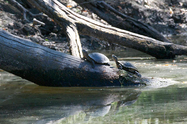 Western Pond Turtle (Actinemys marmorata)