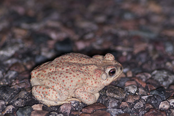 Red-spotted Toad (Anaxyrus punctatus)