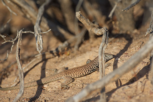 Sonoran Tiger Whiptail (Aspidoscelis tigris punctilinealis)