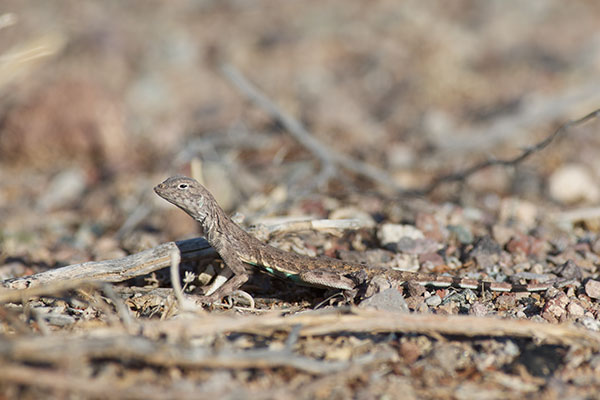 Eastern Zebra-tailed Lizard (Callisaurus draconoides ventralis)