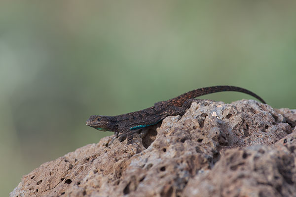 Schott’s Tree Lizard (Urosaurus ornatus schottii)