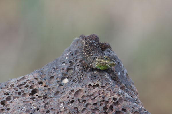 Schott’s Tree Lizard (Urosaurus ornatus schottii)