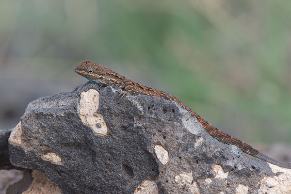 Schott’s Tree Lizard (Urosaurus ornatus schottii)