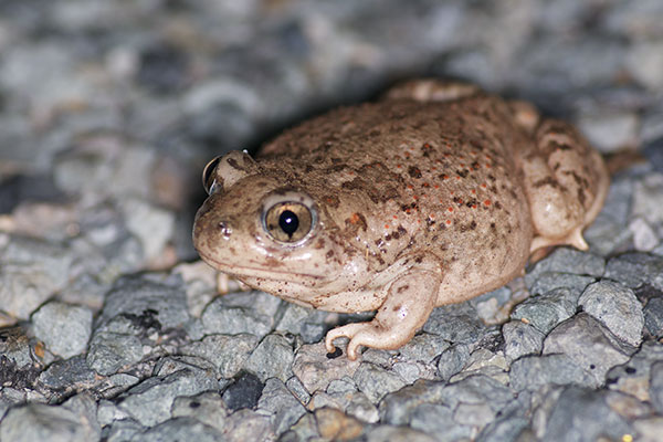 Plains Spadefoot (Spea bombifrons)