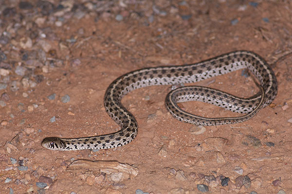 Marcy’s Checkered Gartersnake (Thamnophis marcianus marcianus)