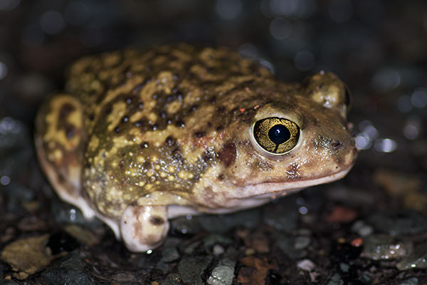 Couch’s Spadefoot (Scaphiopus couchii)